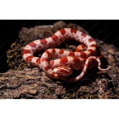 Serpiente del maizal - Guttata Albina het amel - Pantherophis guttatus